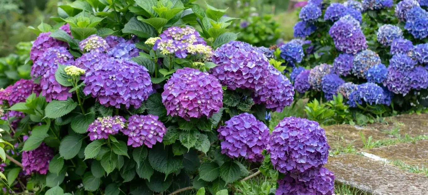 hortensias