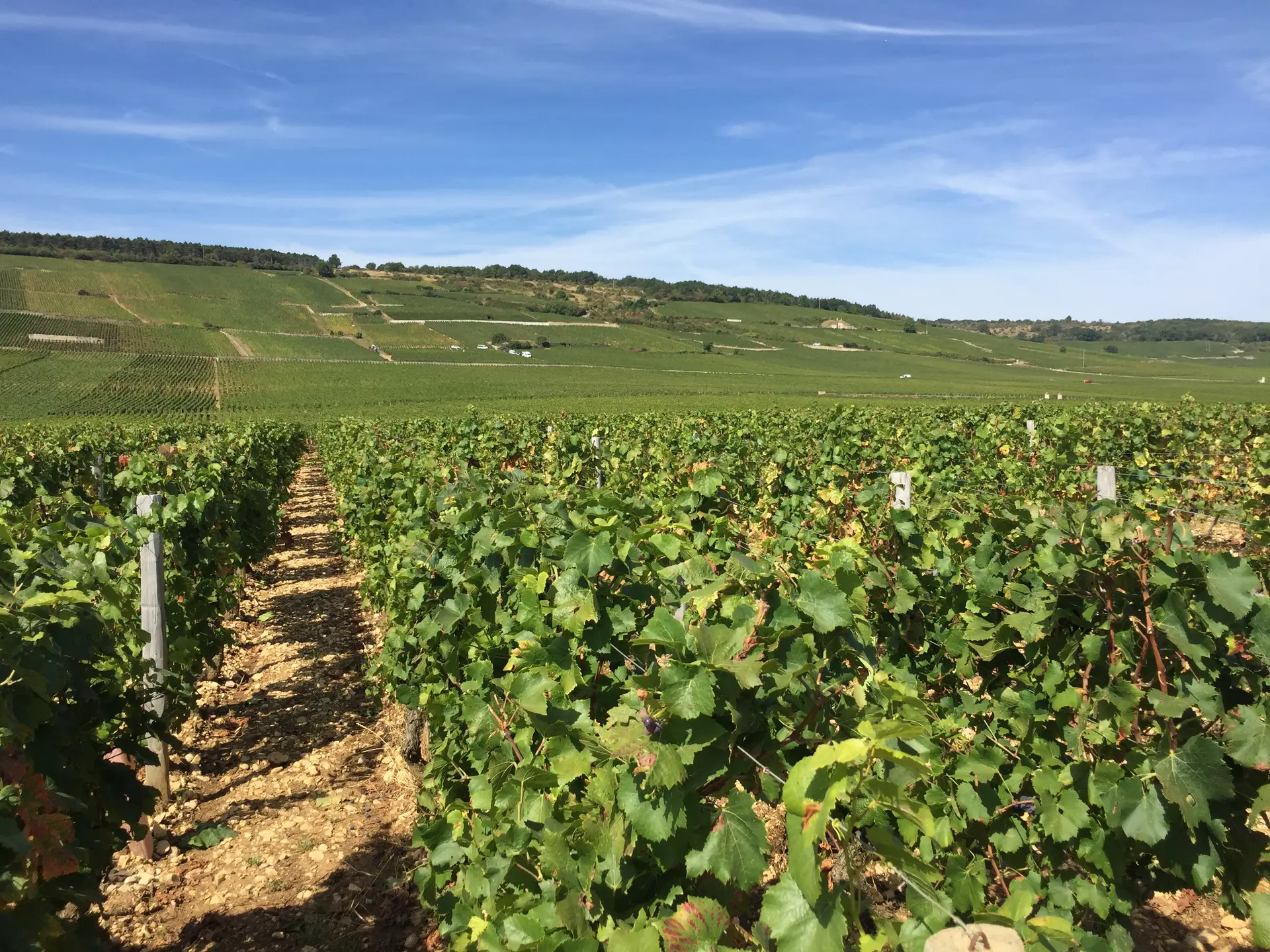 image-vigne-france-a-velo