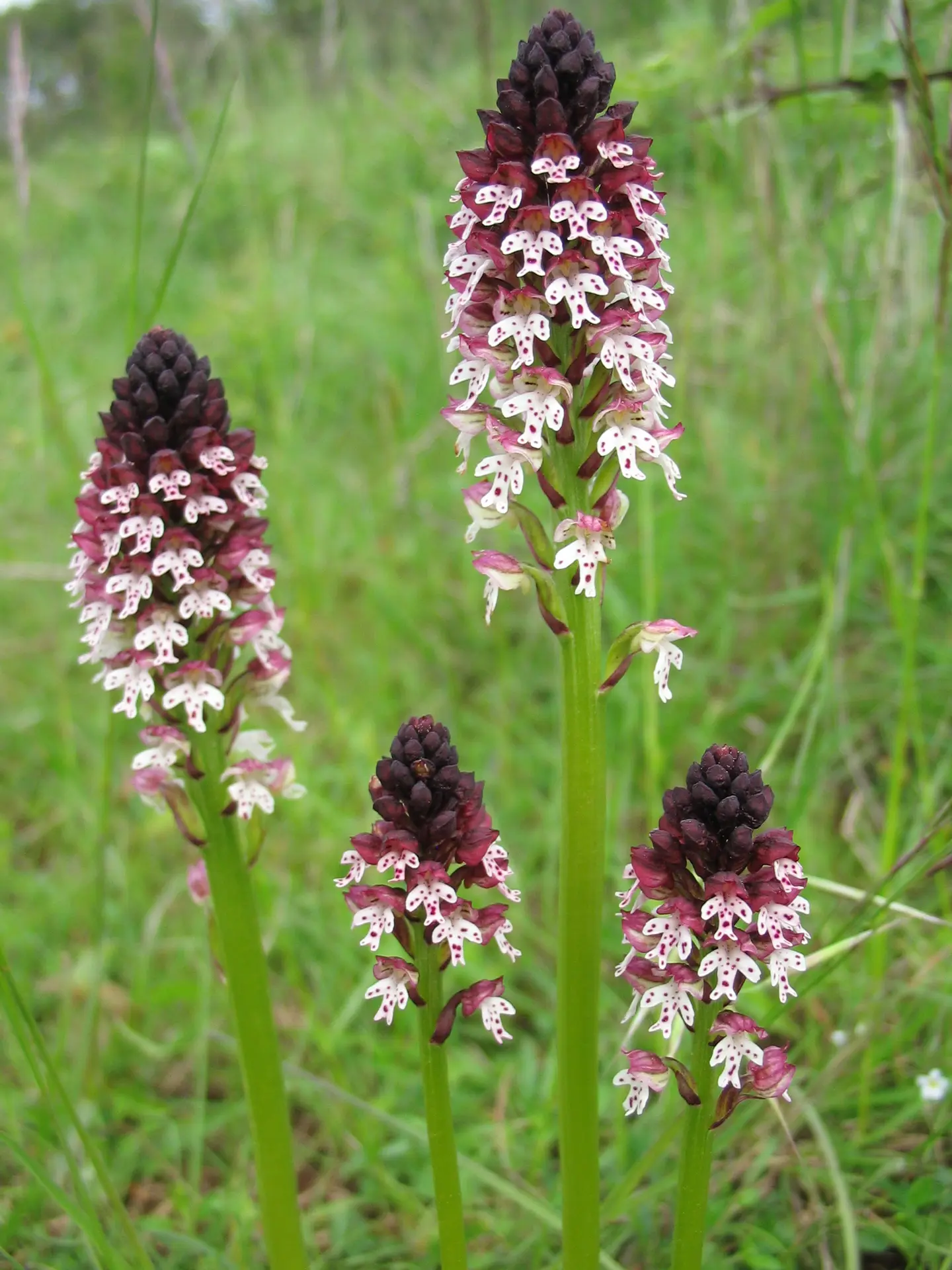 orchis brûlé - Copie - Copie
