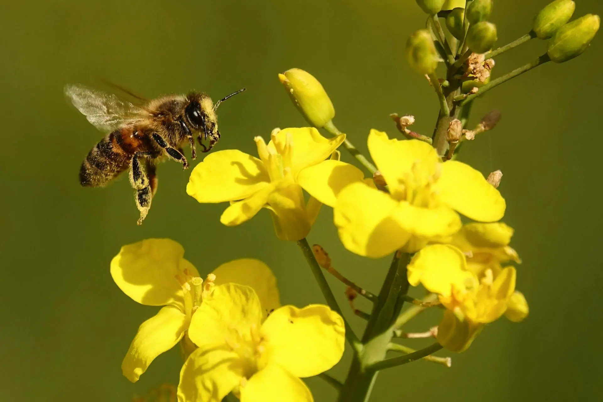 Le Monde des abeilles