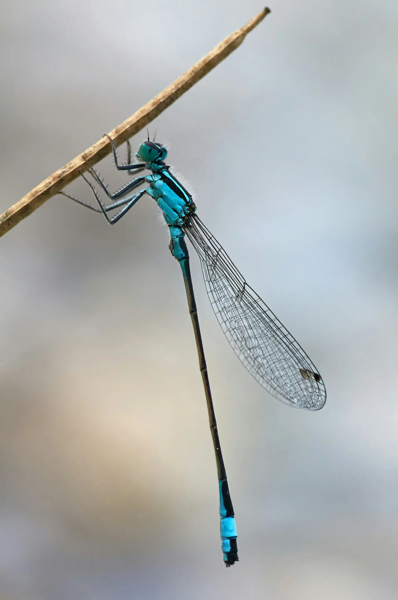 libellule bleue