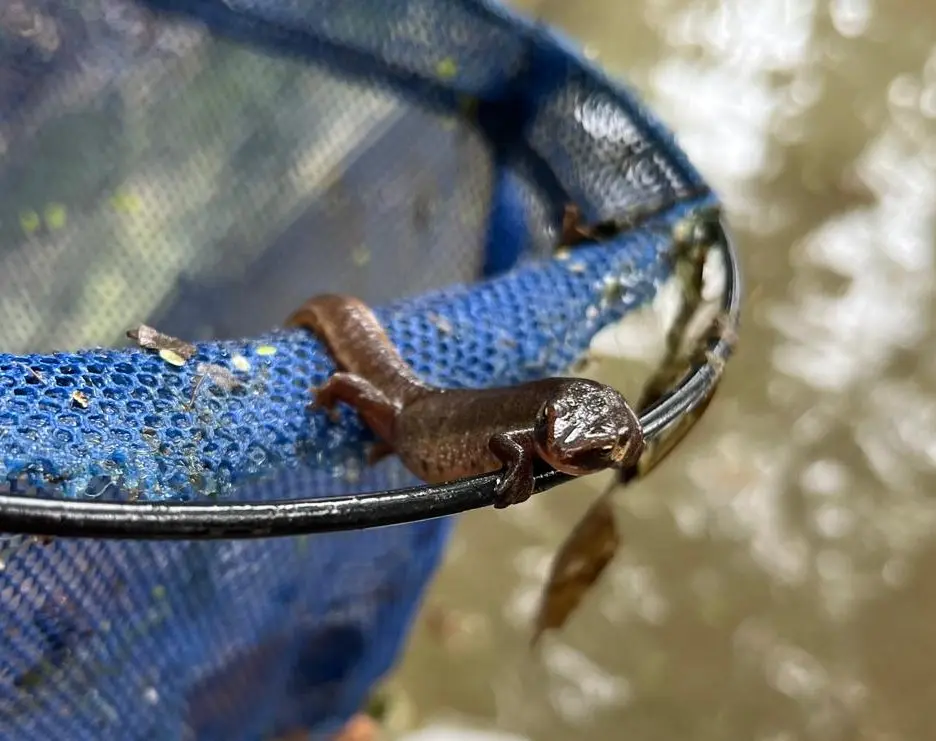 triton pose 1 - 12.10.2024 - Arborescence