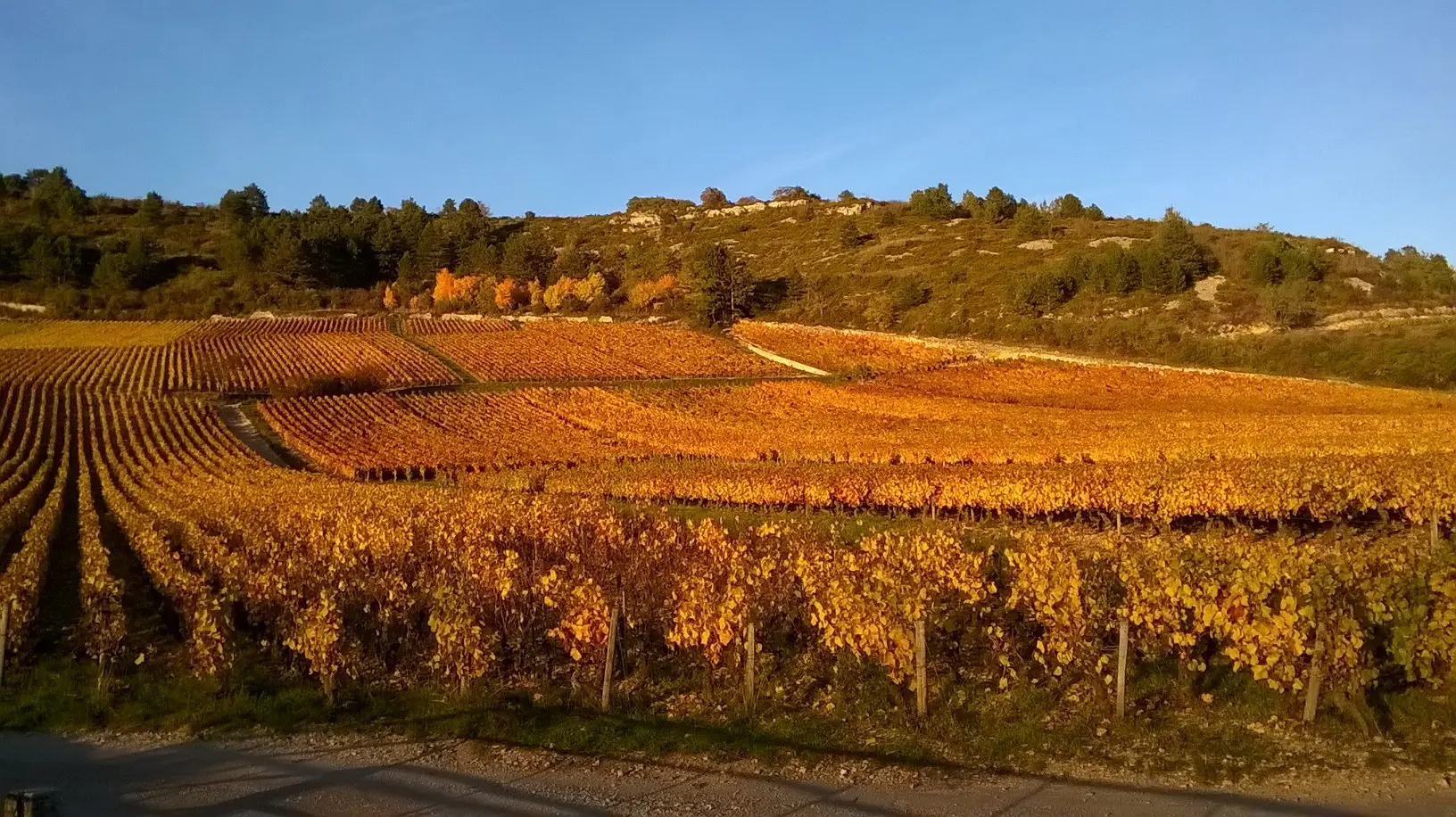 vignoble_credit photo organisation