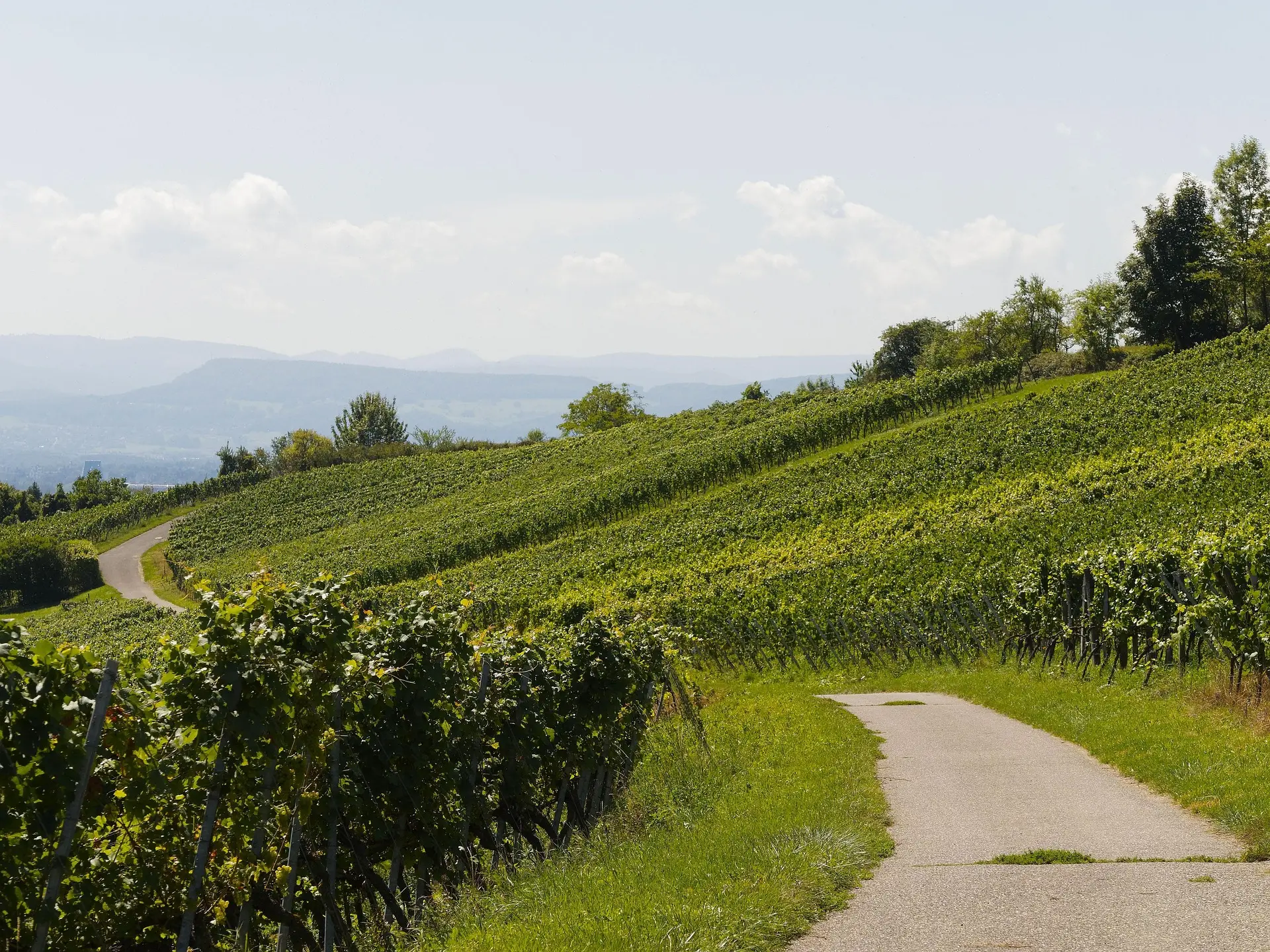 Vignoble_irancy