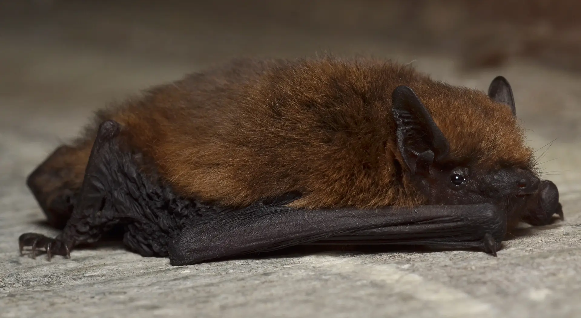 Nuit de la chauve-souris