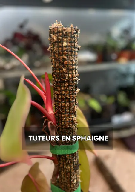 Atelier tuteur en sphaigne