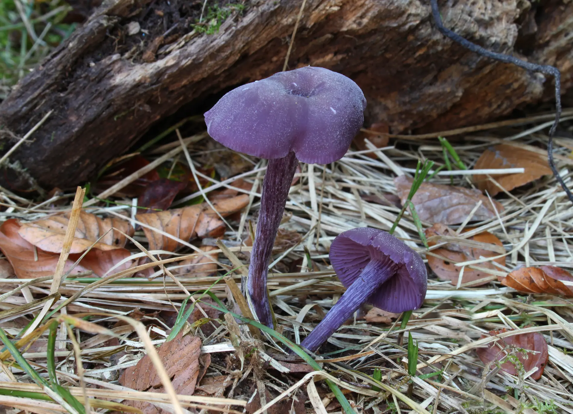 Champignons