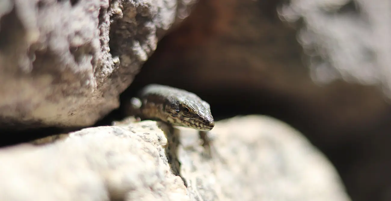 Sortie nature reptiles < Laon < Aisne < Picardie