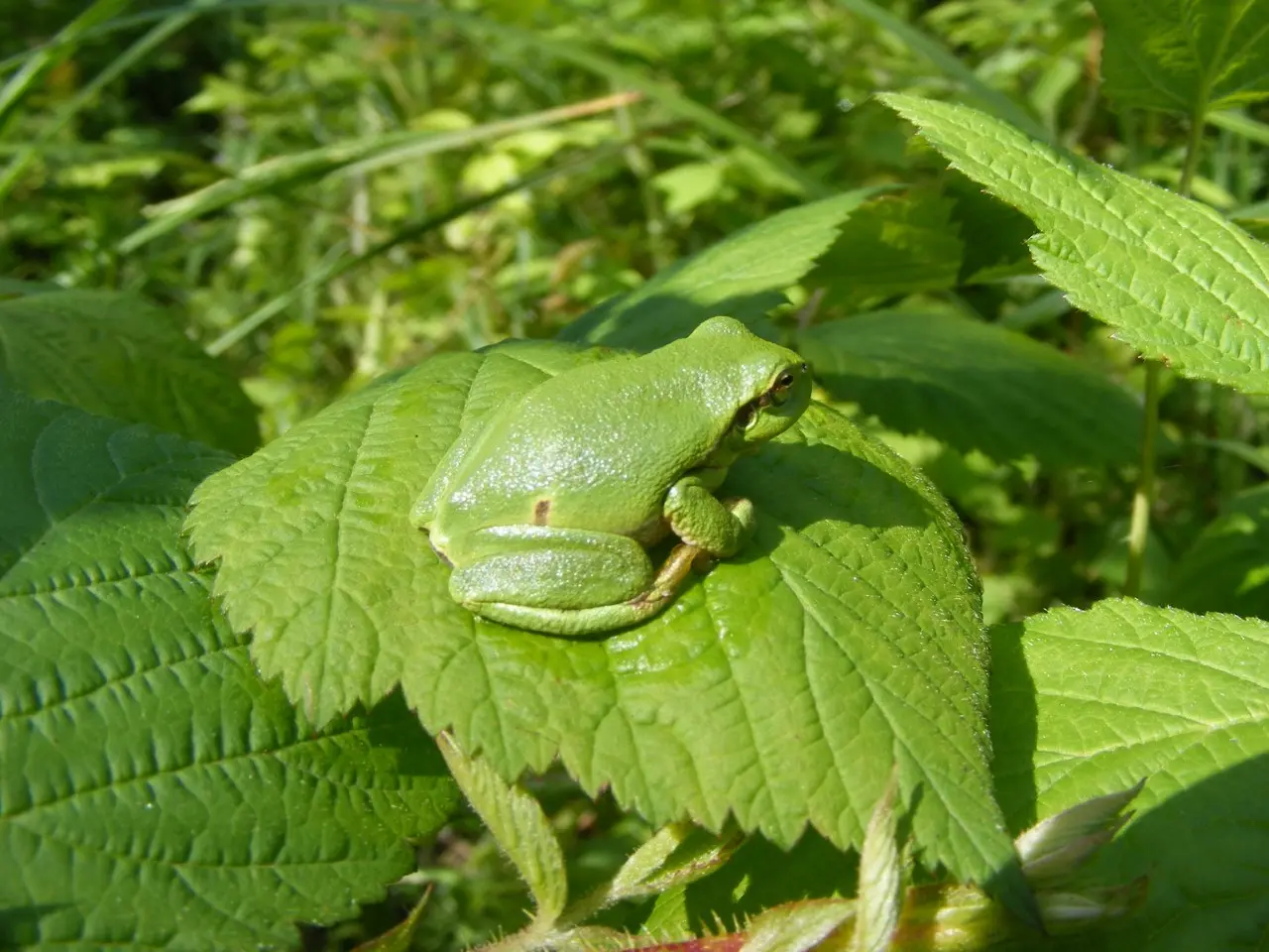Rainette1 (Yser Houck)