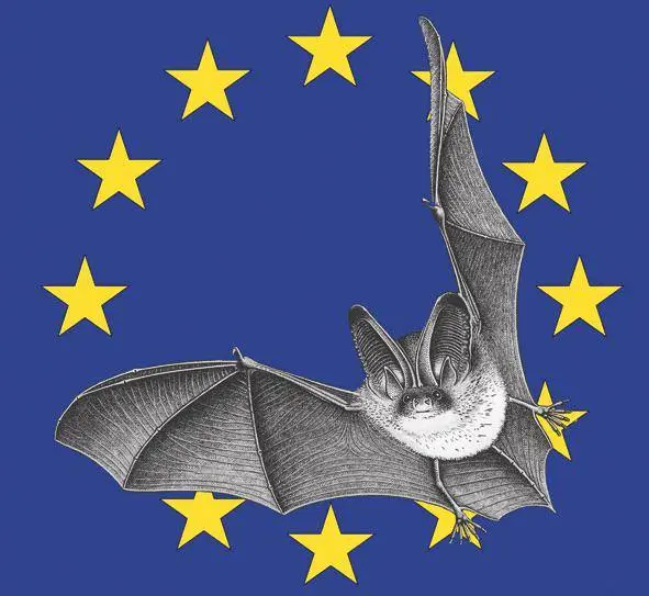 nuit-chauve-souris-crespin