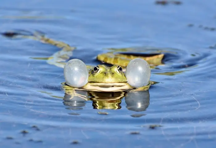 Balade naturaliste : 
