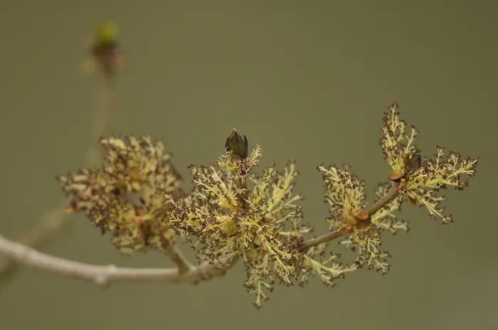 Balade naturaliste : rosées printanières_1