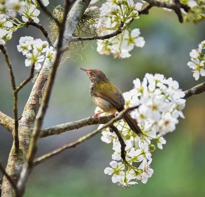 Nature, boutures et teinture_1