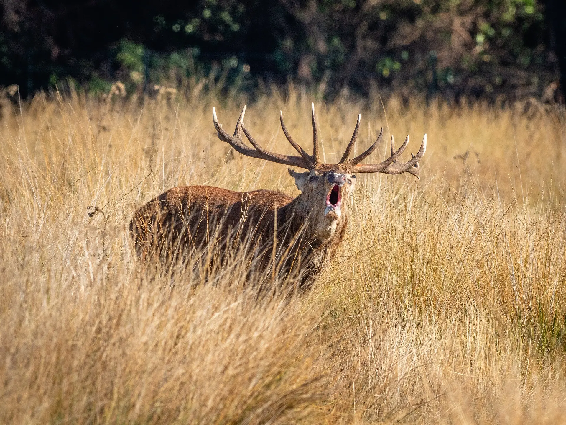 brame du cerf 2