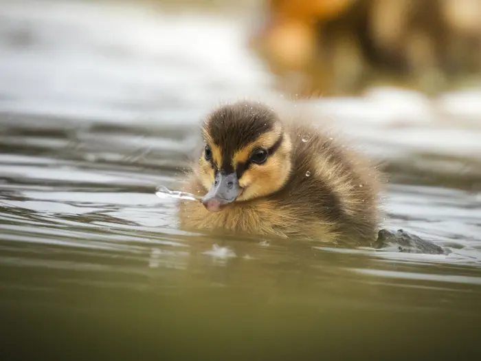 Balade naturaliste : décor de plumes_1