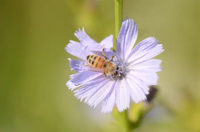 Balade naturaliste : l’orchestre des butineurs_1