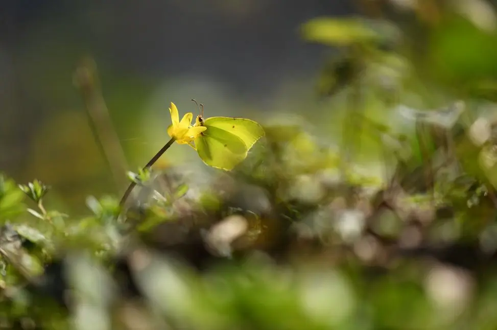 Balade naturaliste : papillons de lumière_1