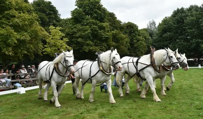 Les amis du cheval_1