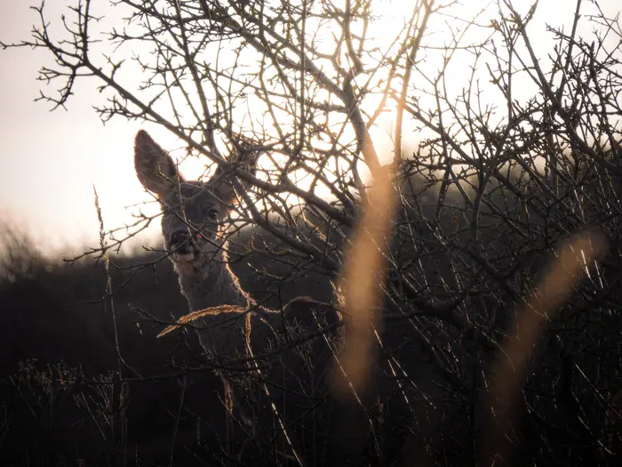 Les Nymphéas de Claude Moineau_1