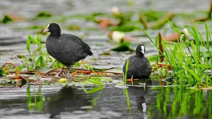 Balade naturaliste : 