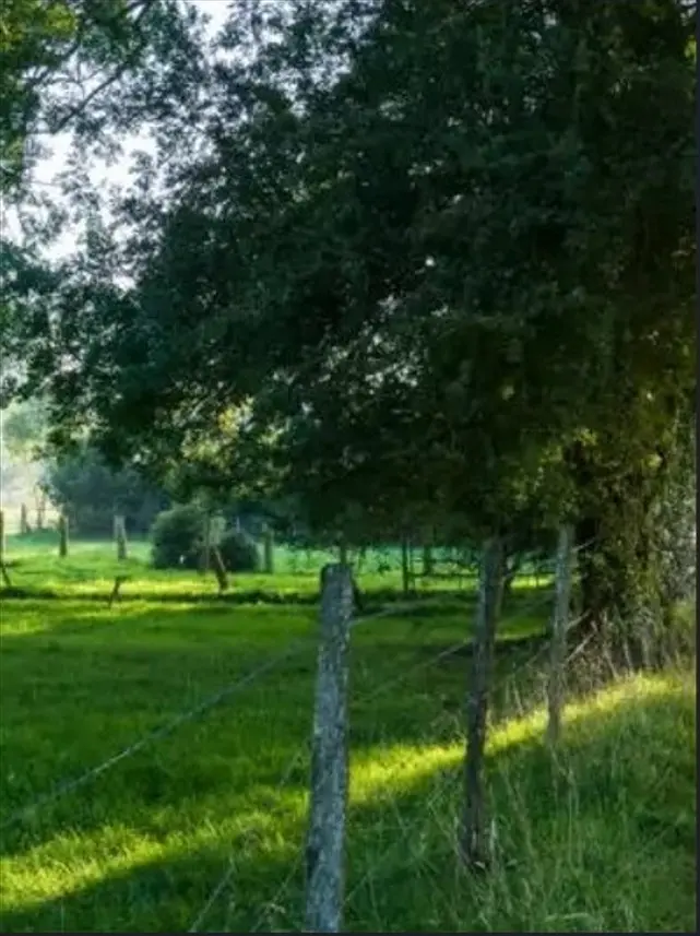 Courtil