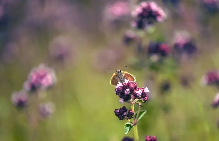 Balade naturaliste : la danse des papillons_1