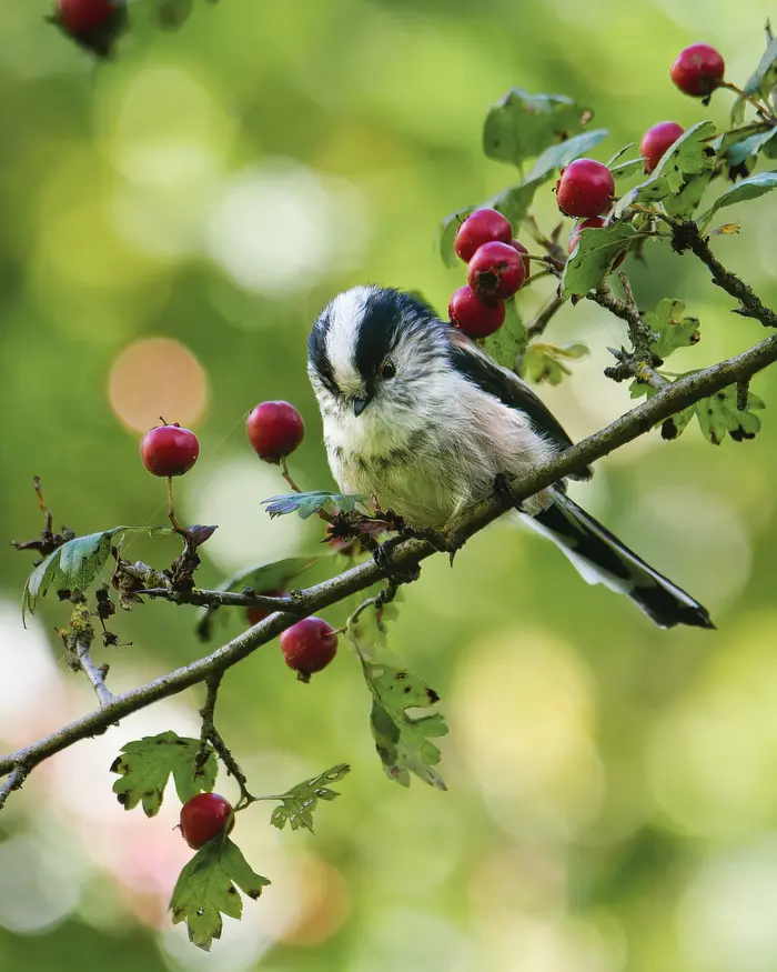 Vert par Nature : initiation à la photographie naturaliste_1