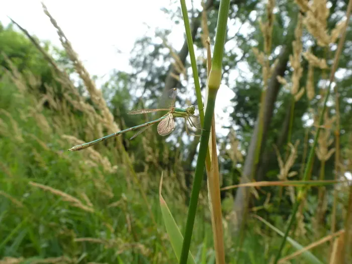 Balade naturaliste : découverte entomo dessinée_1