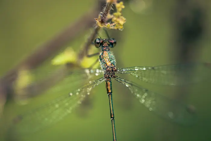 Balade naturaliste : la danse des libellules_1