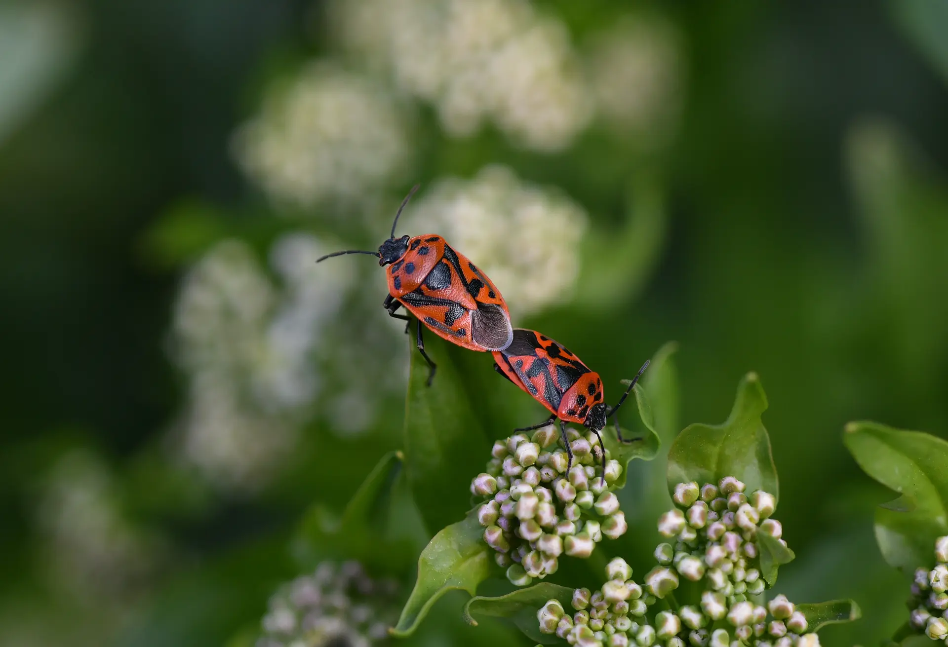 event-nature-en-yser-467-e1e436 (RDV nature - Département du Nord)