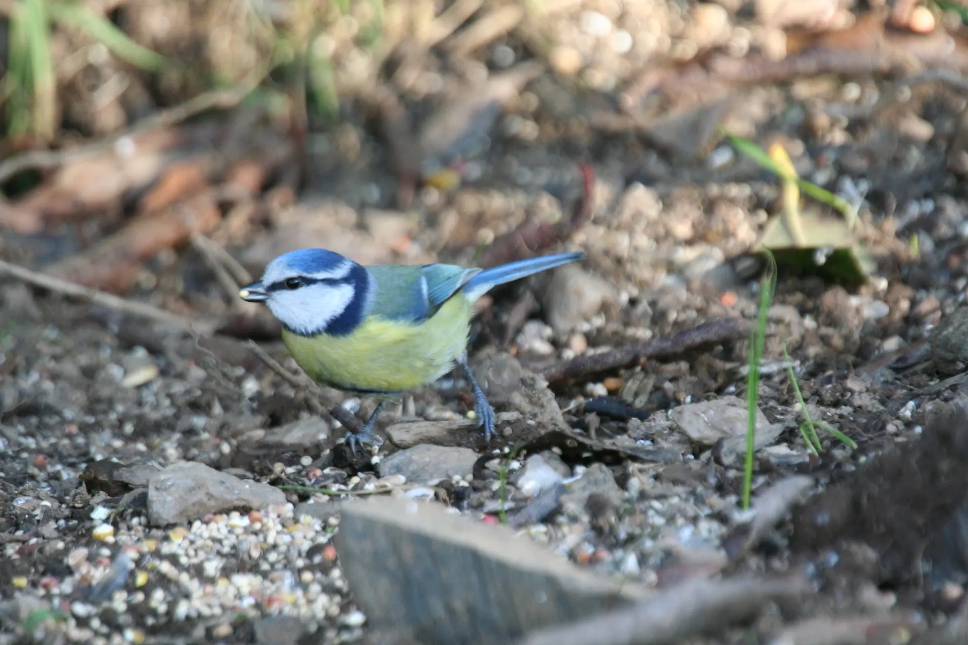 event-les-oiseaux-des-beaux-parleurs-356-8b026b (RDV Nature - Département du Nord)
