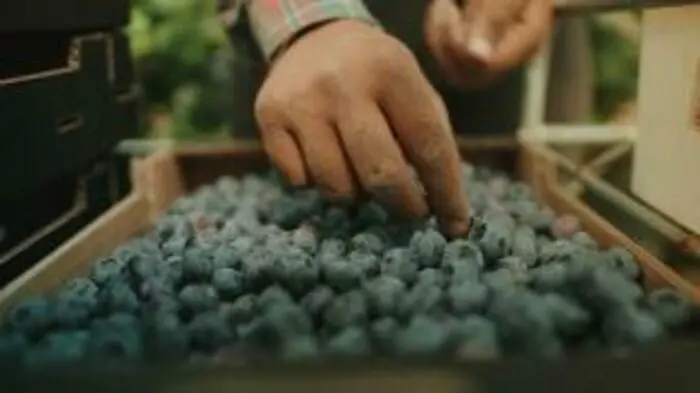 Ciné-débat sur le film documentaire « The Pickers : fruits amers »_1