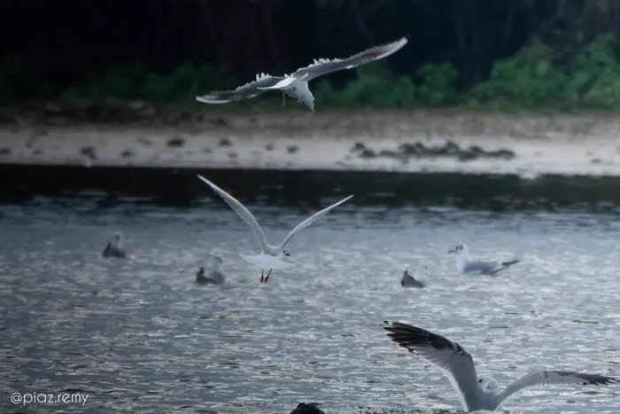 Balade naturaliste : la nature nous offre son plus beau spectacle_1
