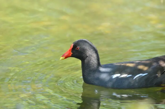 Balade naturaliste : 