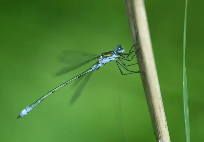 Balade naturaliste : le bal coloré des odonates_1