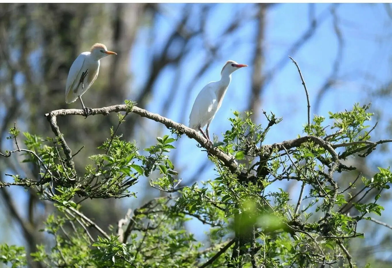 COMPLET / Balade naturaliste : les ailes du crépuscule_1