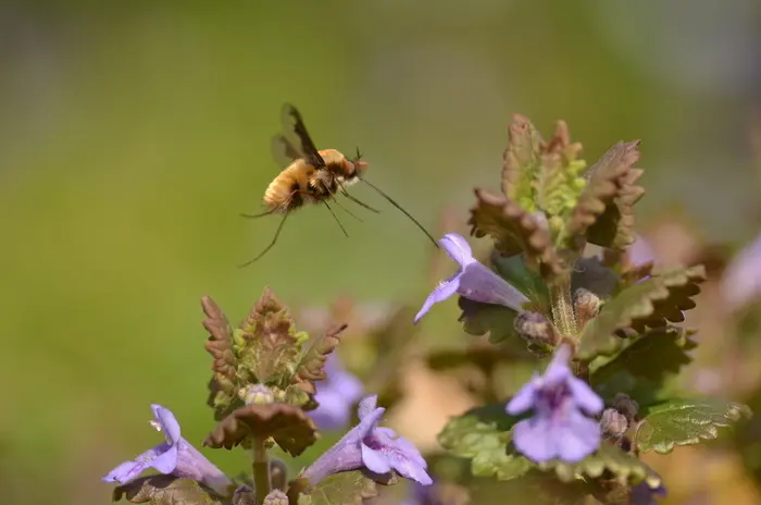 Balade naturaliste : Les beaux mots de la nature_1