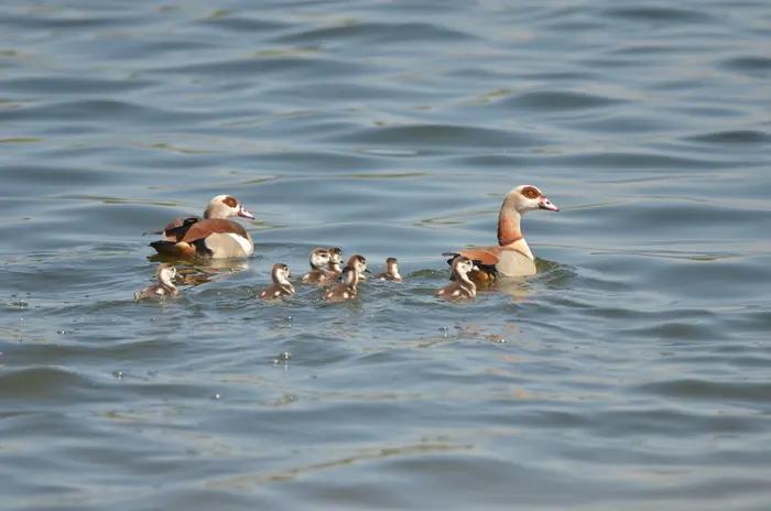 Balade naturaliste : symphonie de plumes_1