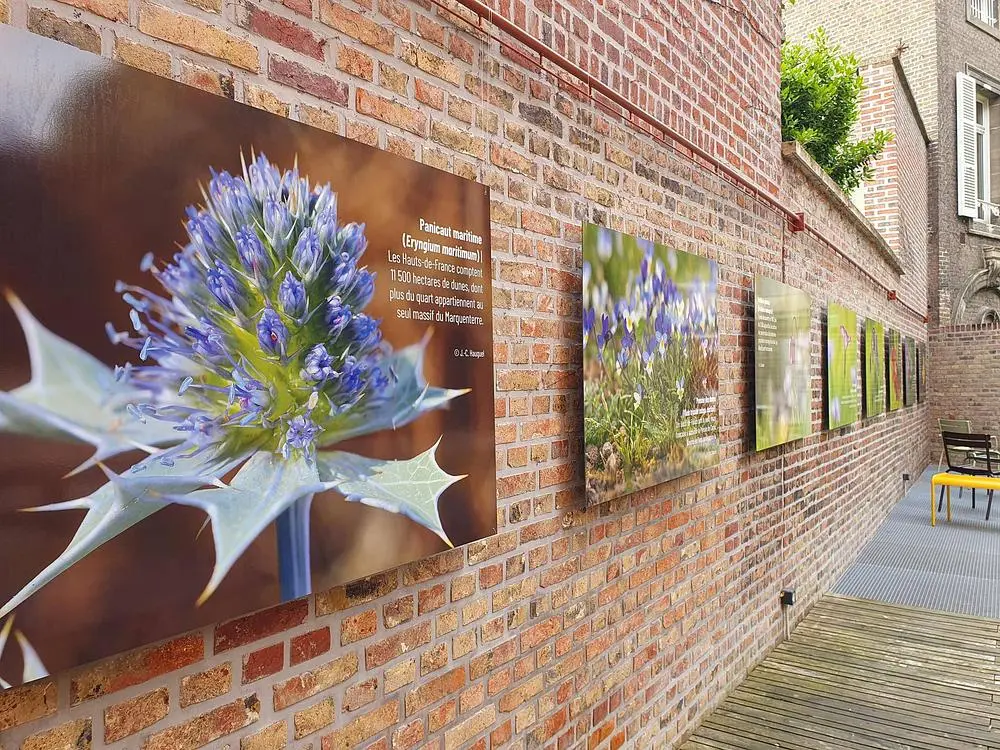 flore-sauvage-exposition-hauts-de-france