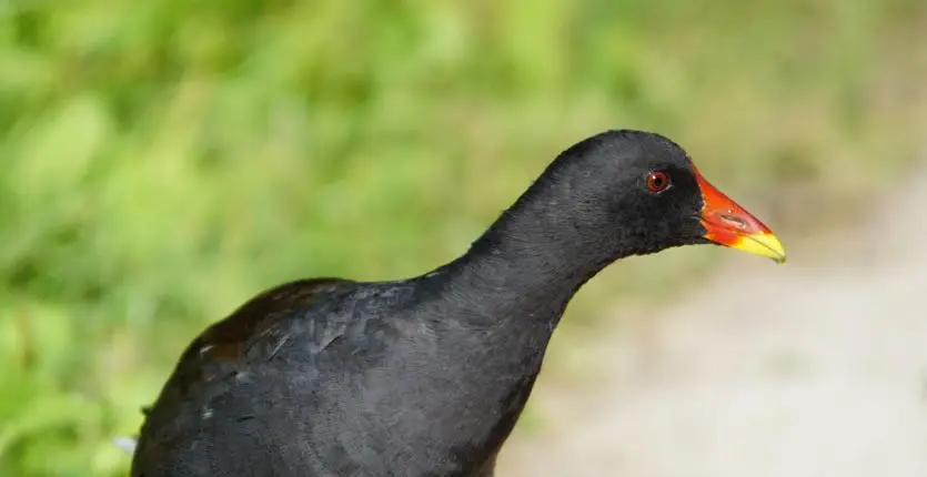 rencontre-oiseaux-eau