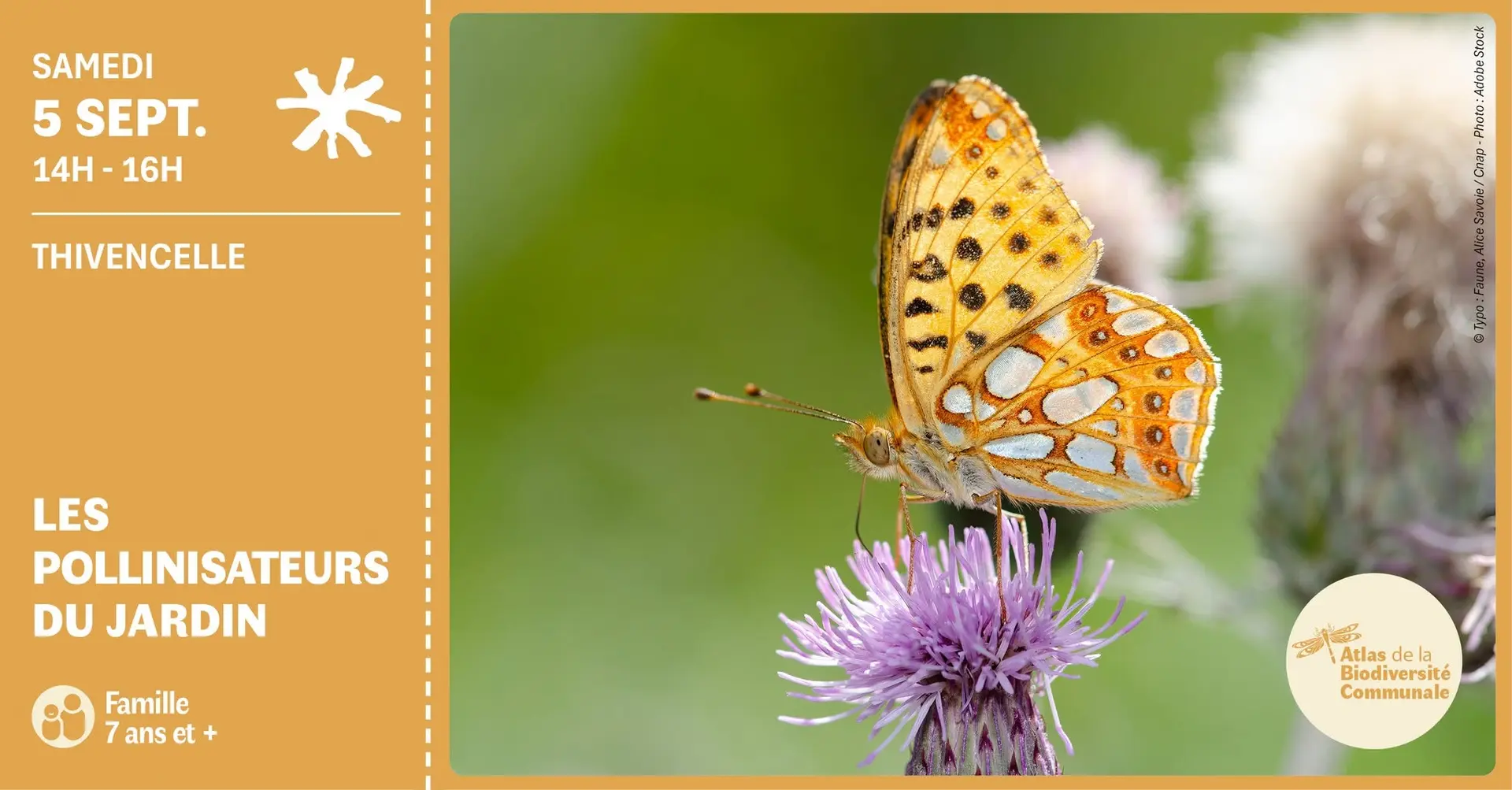 sortie-nature-pollinisateurs-agenda-valenciennes-thivencelle