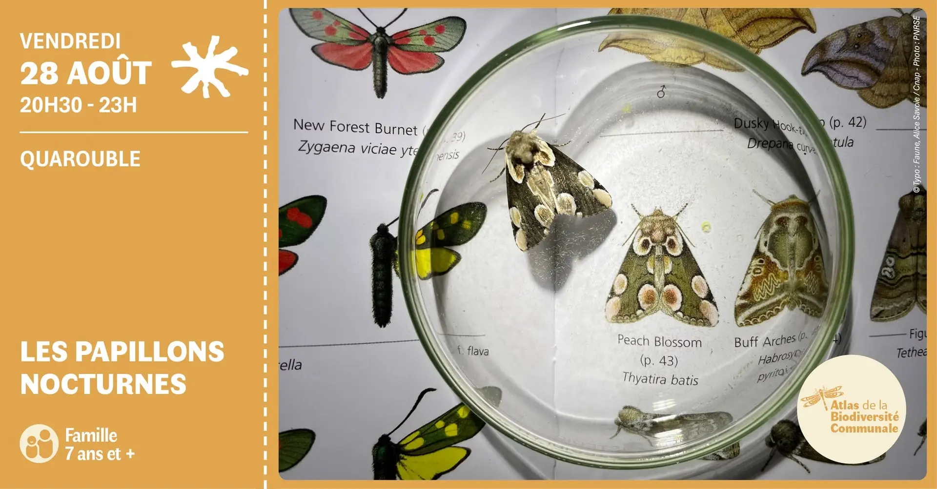 sortie-nature-papillons-nocturne-agenda-valenciennes-quarouble