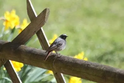 Oiseaux < Rozoy-sur-Serre < Thiérache < Aisne < Hauts de France