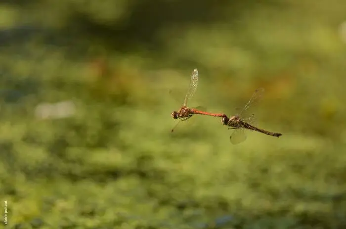 Balade naturaliste : féérie et magie avec les demoiselles et libellules_1