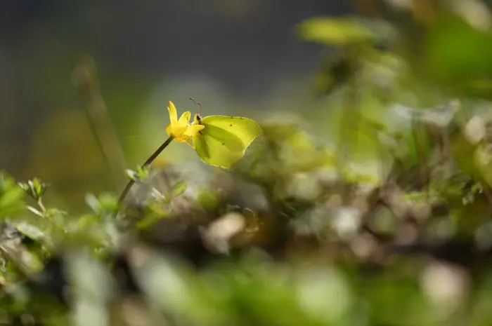 Balade naturaliste : Papillons de lumière_1