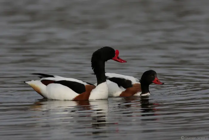 Balade naturaliste : escale d’automne_1