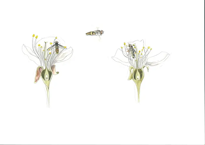 Balade naturaliste : artistes en herbe_1