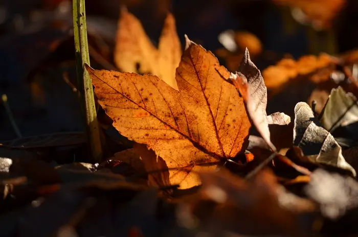 Balade naturaliste : Les p’tites trouvailles_1