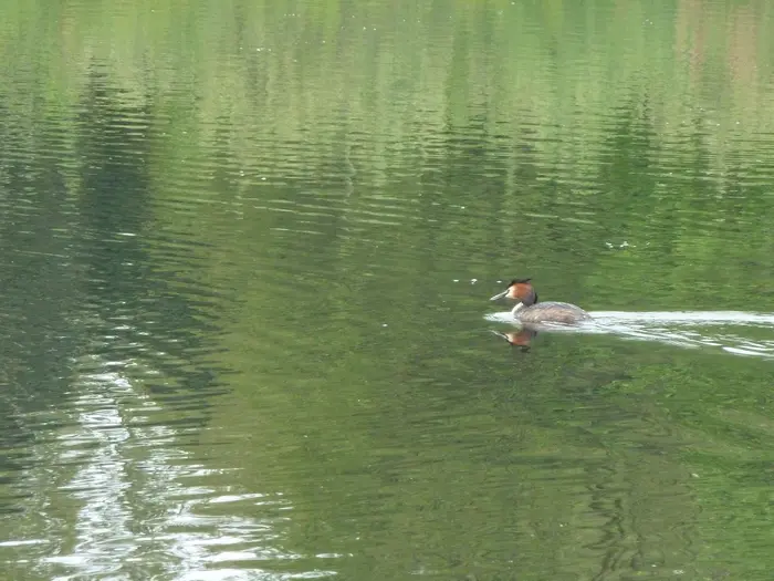 Balade naturaliste : découverte des bassins filtrants_1