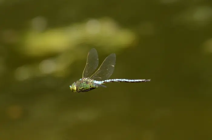 Balade naturaliste : Guernica dans la mare_1